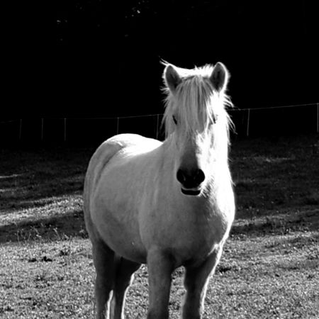 schwarz-weiß Bild eines Pferdes