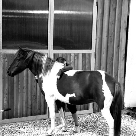 Ein geflecktes Pferd