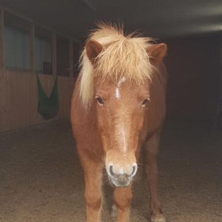 Ein braunes Pferd im Stall