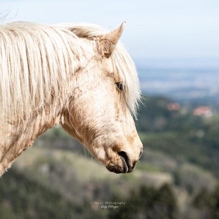 Weißes Pferd in einer schönen Landschaft
